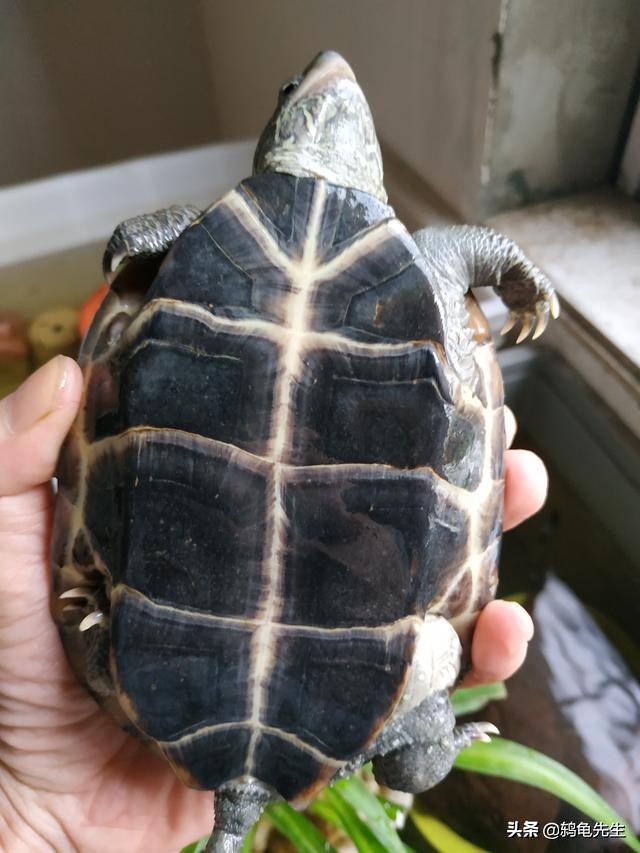 乌龟冬眠过冬小技巧图片,乌龟泥土冬眠法详细介绍