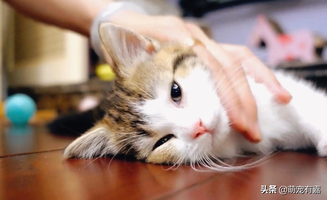 流浪断奶奶猫注意事项,流浪猫遗弃奶猫怎么办