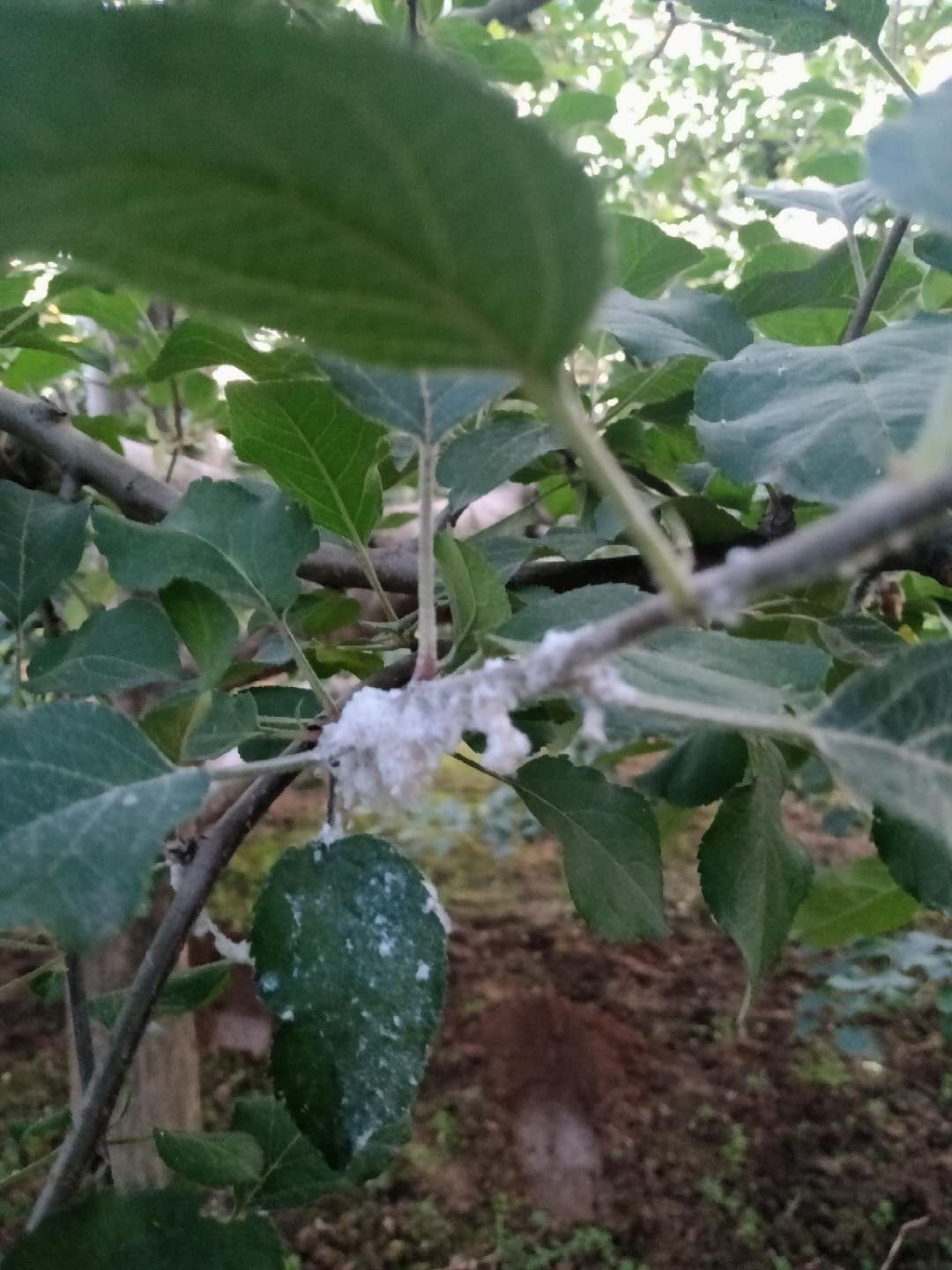 棉蚜虫怎么消灭最简单方法,苹果树的棉蚜虫用啥药