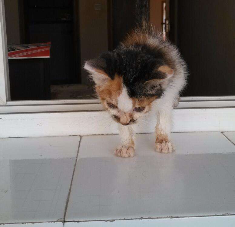 好心人给流浪猫喂食物,给流浪猫喂食物偷偷偷走小流浪猫