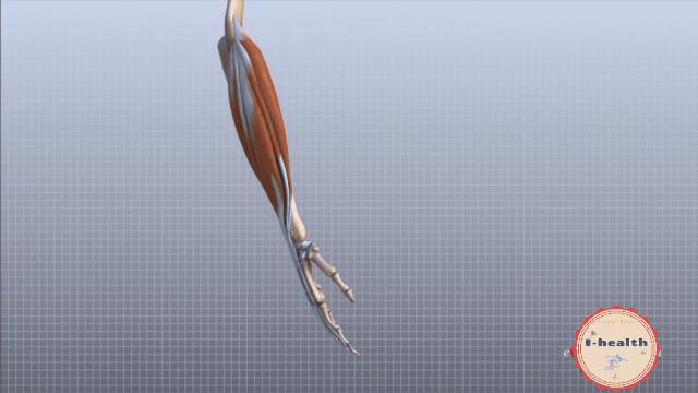 【运动损伤Respond】第一期，俯卧撑与肘关节疼痛。