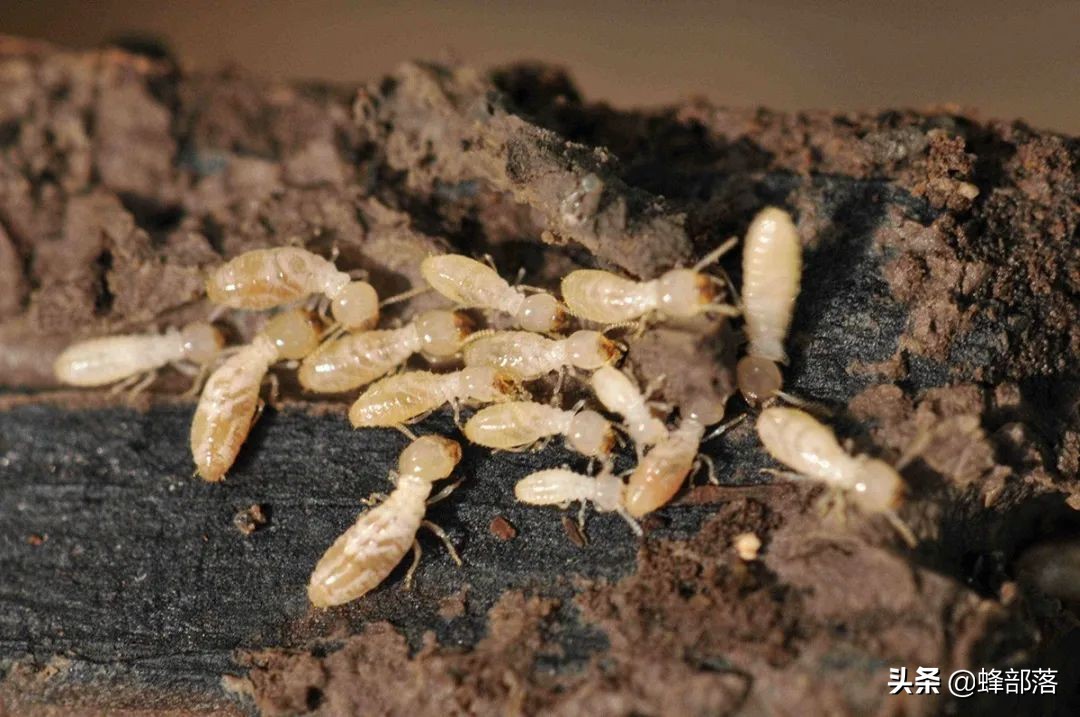 土人参根多少钱一斤,埋在地下的人参