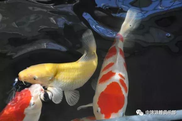 新手养锦鲤养多大的鱼,新手入门养锦鲤鱼