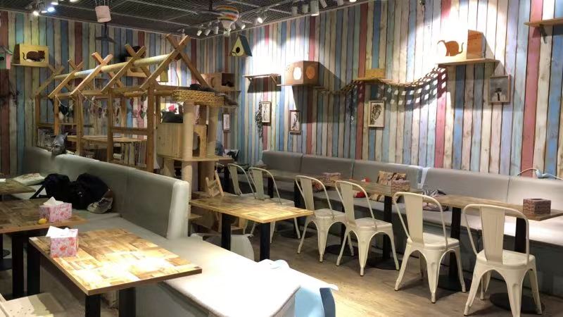 猫咪咖啡馆哪个最好,北京有名的猫咪咖啡馆