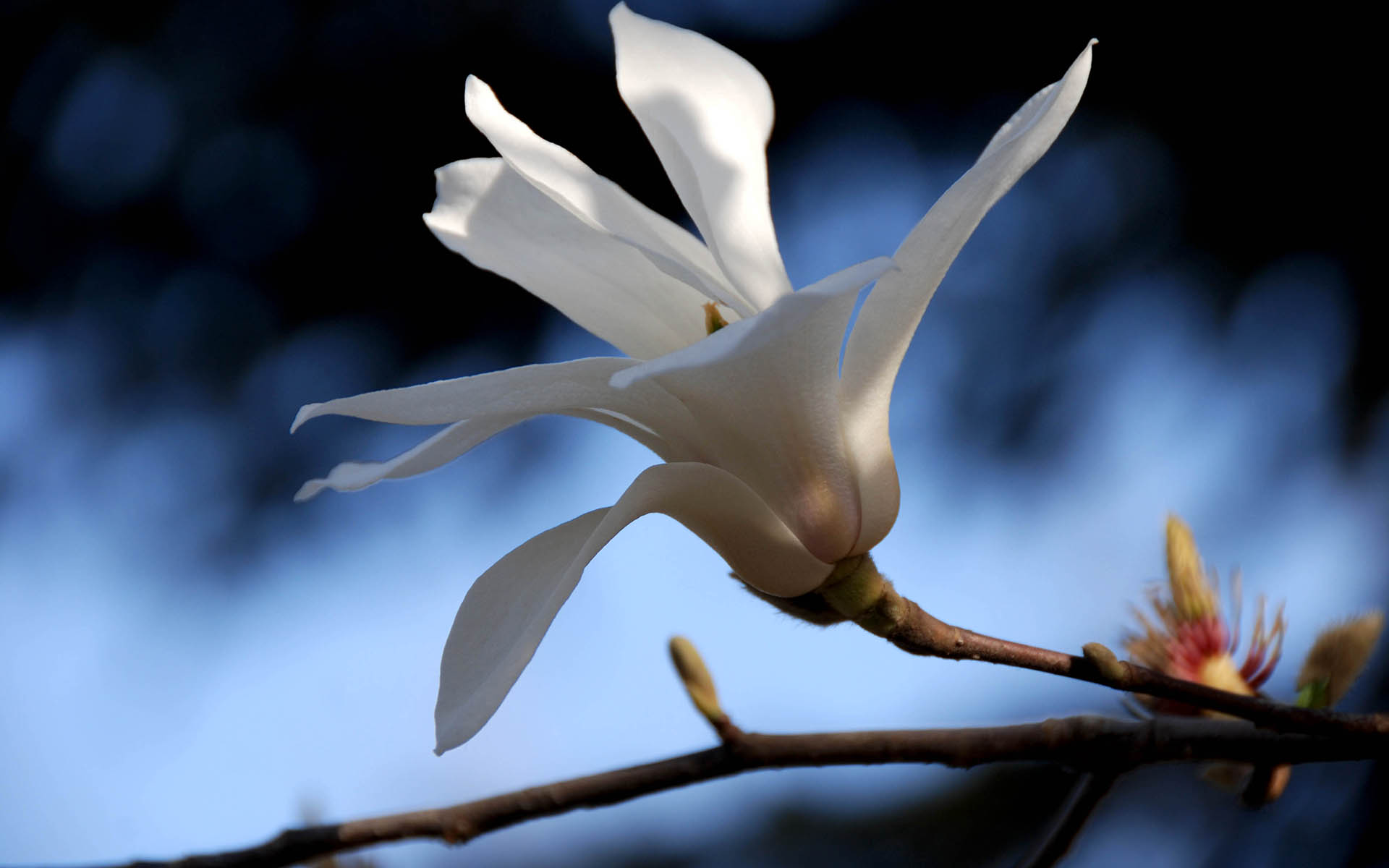 春分是个好日子：清朝皇帝在这天当一天农民下田耕种