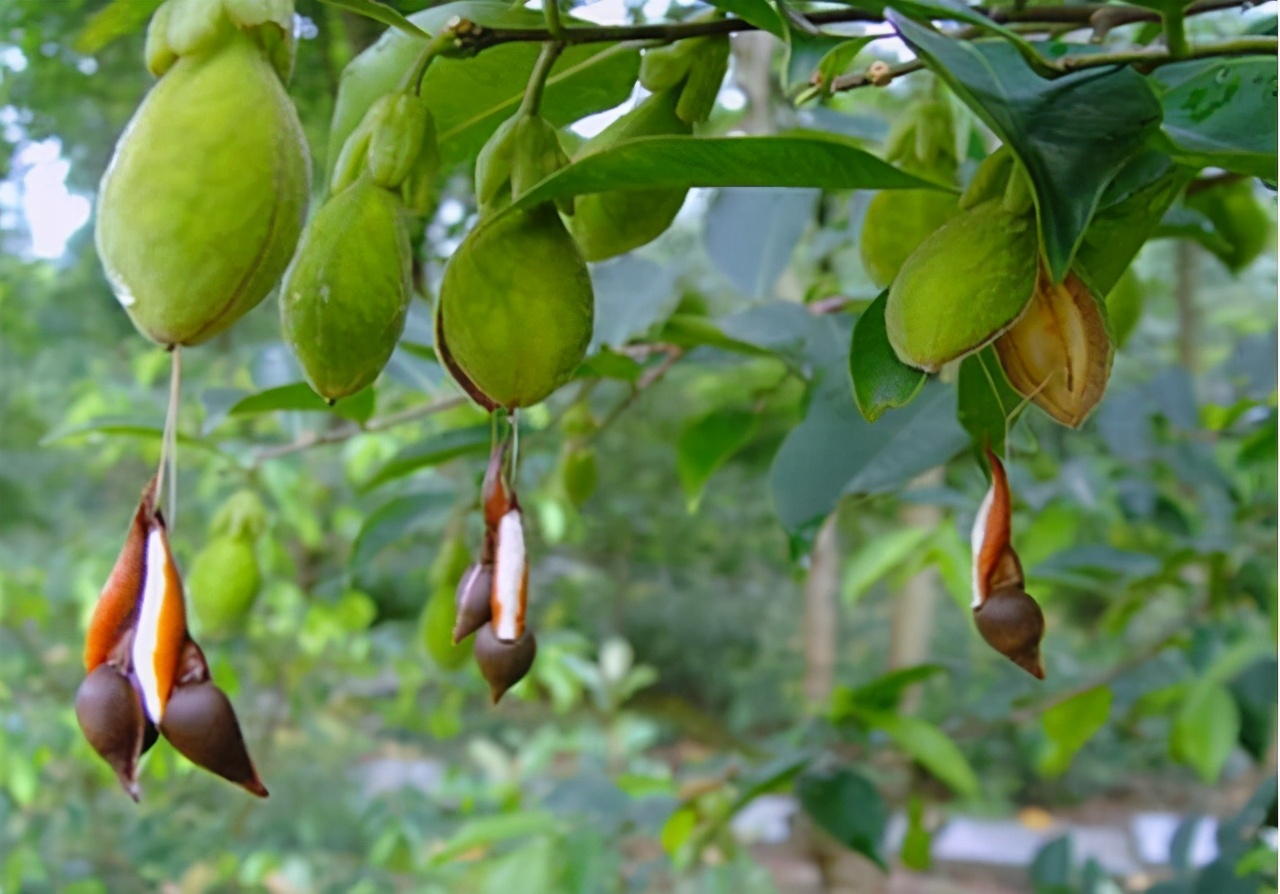 此物便是沉香树，牢记面貌，如若遇见，好好保护，实在太珍贵了