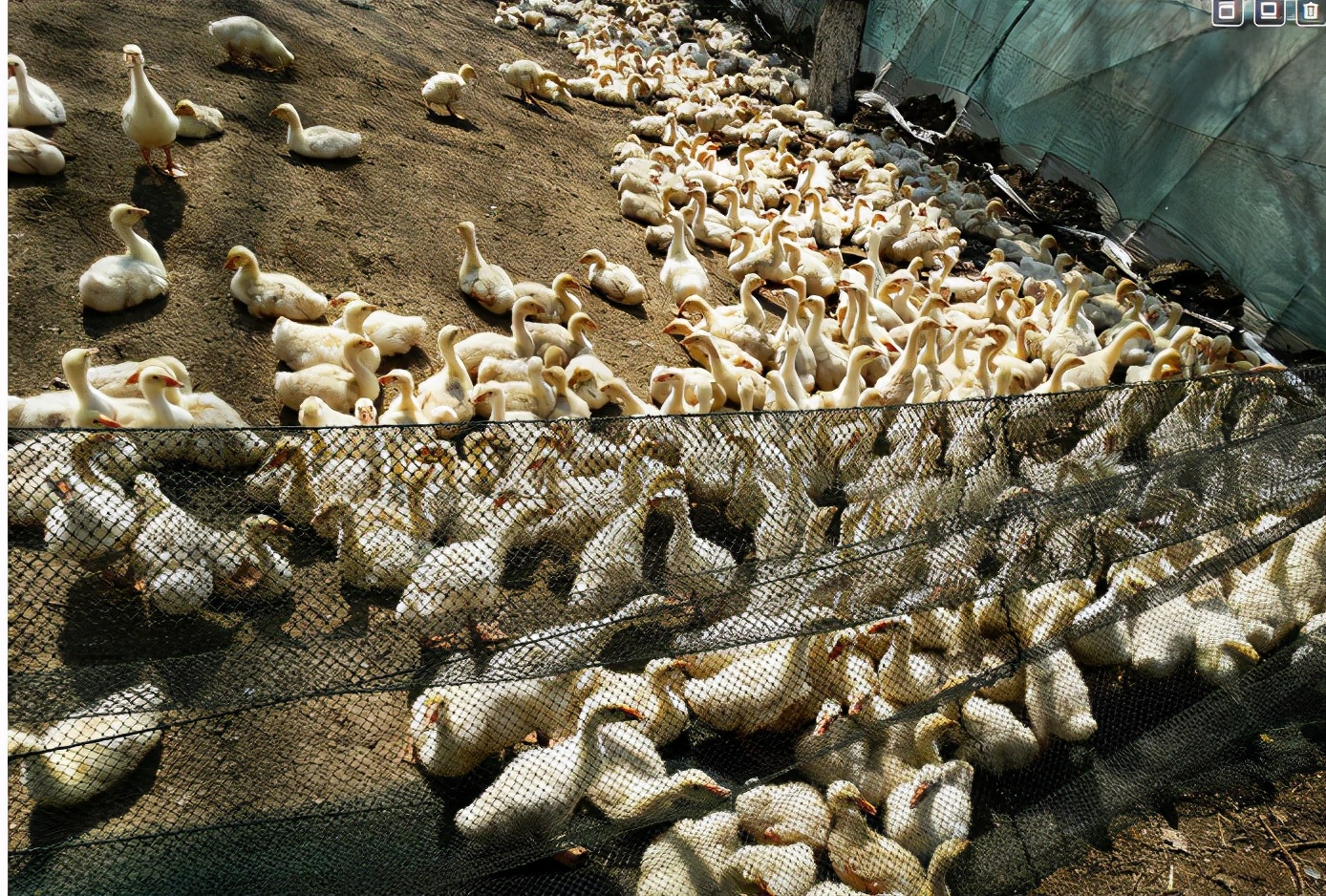 鹅瘸腿瘫痪怎么治疗,15天鹅腿瘸什么原因