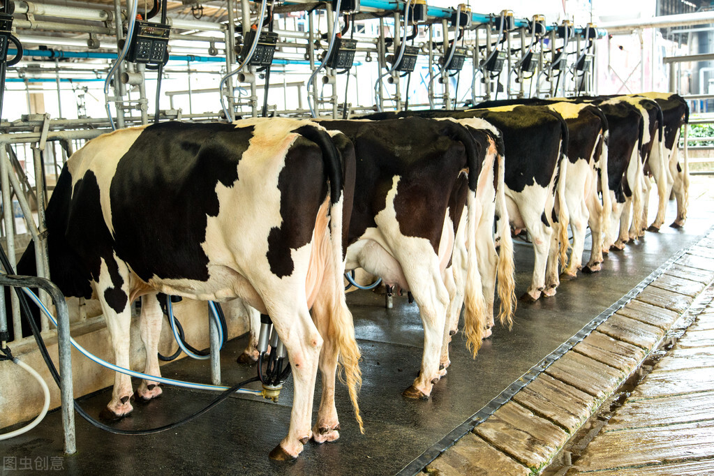 奶牛口蹄疫怎么治,养牛疾病大全