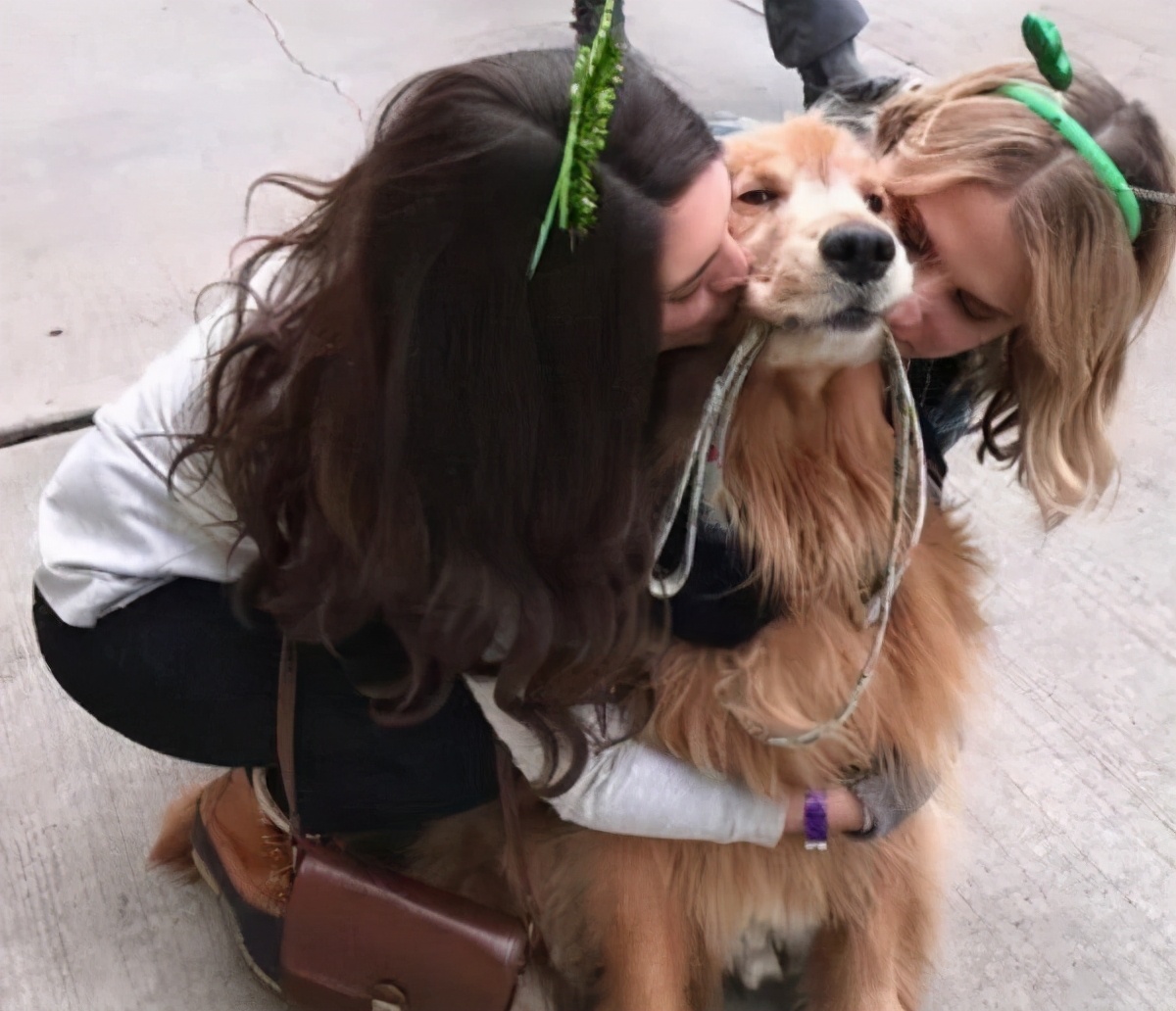 金毛和拉布拉多养谁最好,这辈子养的狗狗