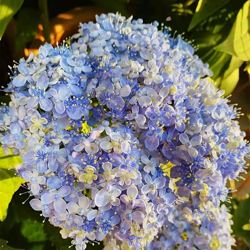 这8种花你不要乱浇水,新手种花品种推荐