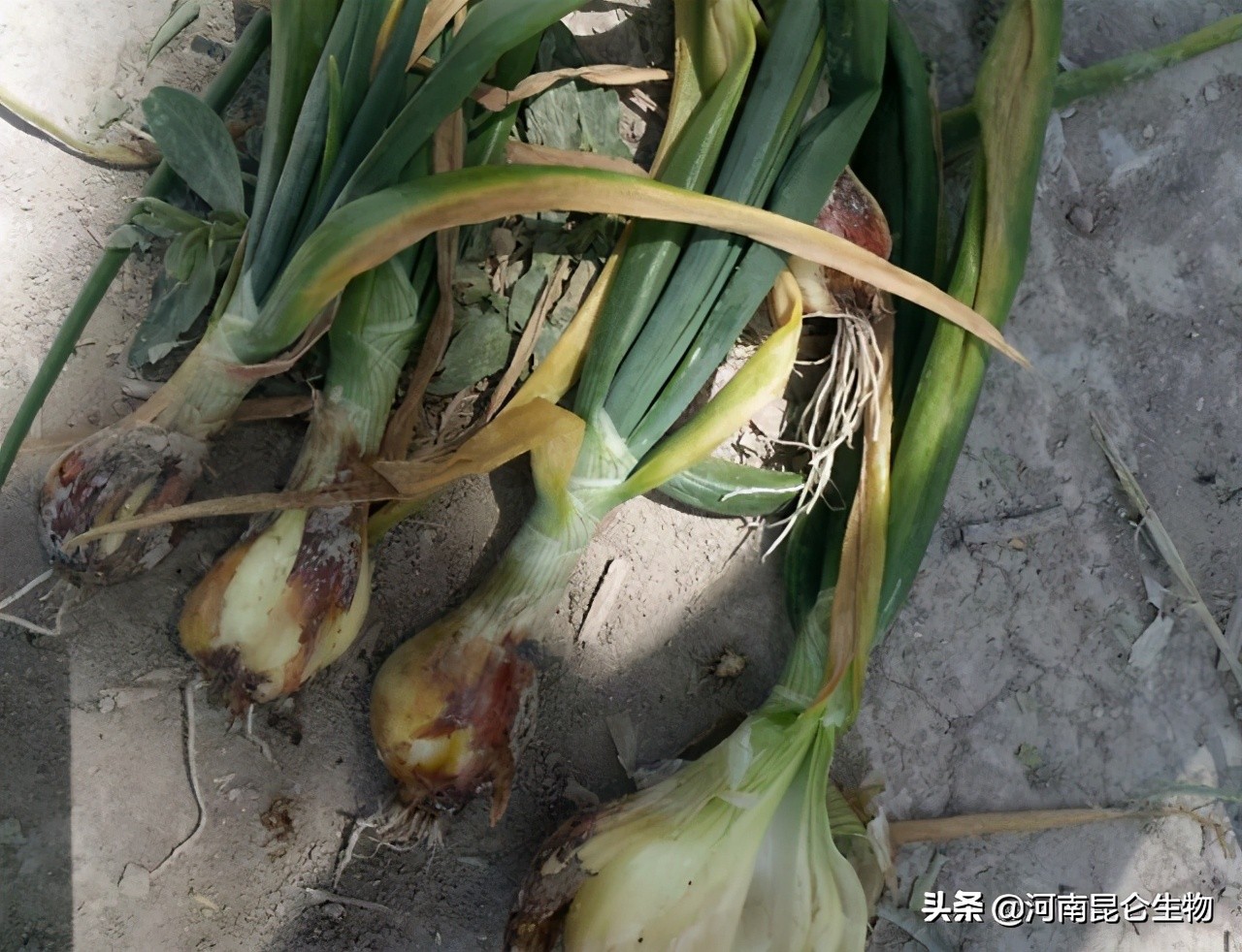 洋葱烂根黄叶怎么治,洋葱枯萎病