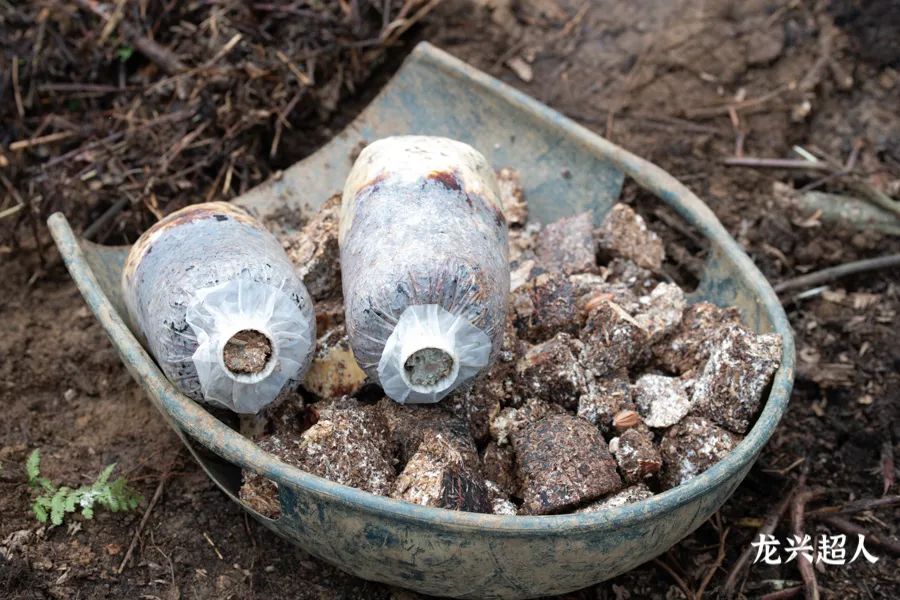 安徽道地药材天麻,天麻的道地药材