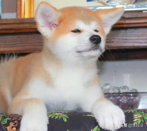 秋田犬为啥不建议新手养,新手适合养秋田犬吗