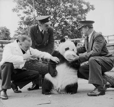 爱国的国宝熊猫,和平的使者国语版免费观看