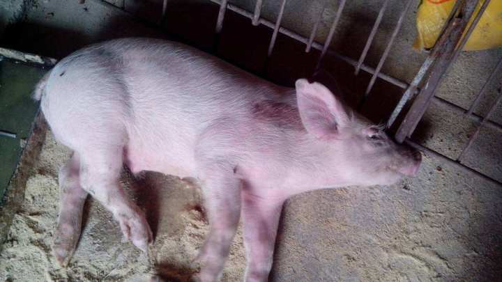 春季口蹄疫高发,羊口蹄疫必须春季打吗