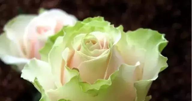 100种玫瑰品种图鉴大全,100种玫瑰品种图解