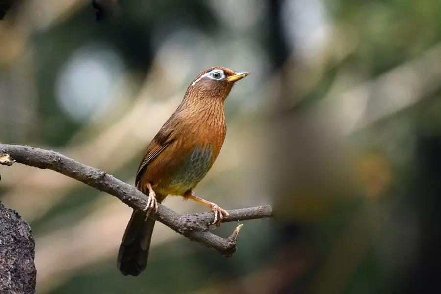 抓蛙捕鸟被判刑,抓青蛙检察院怎么处理