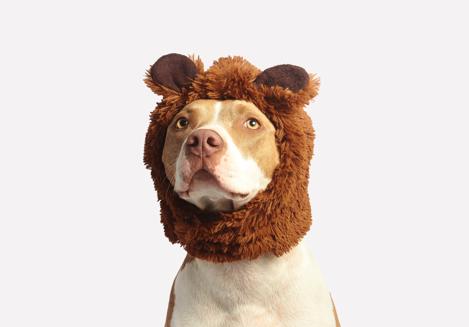 狗子来大姨妈怎么办,狗子姨妈期间如何护理