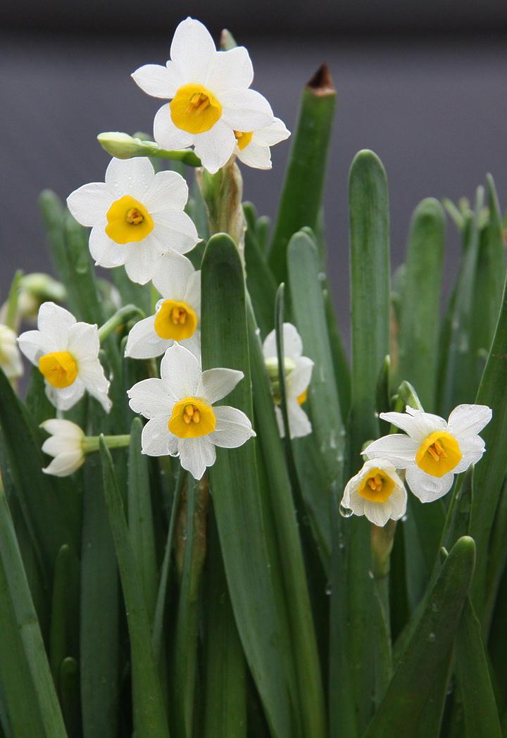 水仙花怎么养视频,水仙花怎么养图解视频