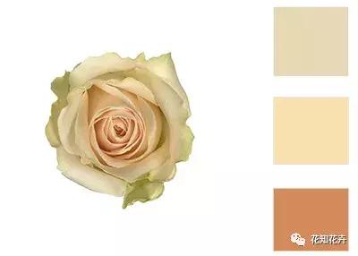 中国玫瑰大家族——雪山玫瑰详解（二）