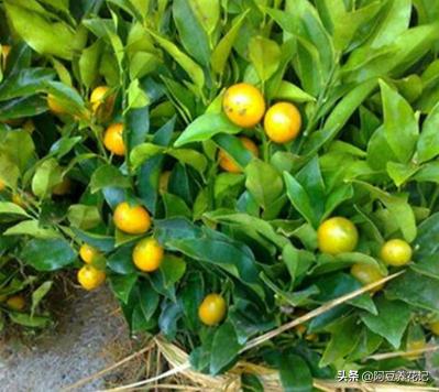 家中盆栽柑橘不结果,什么肥可以让柑橘树枝繁叶茂