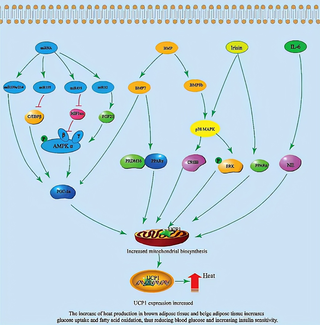 轻断食减肥法真的有效果吗,轻断食是科学的减肥方法吗