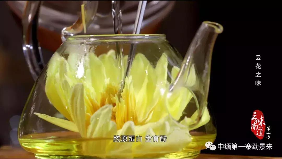 泰国顶级睡莲博士Dr.Nopchai版纳行，被勐景来圈粉