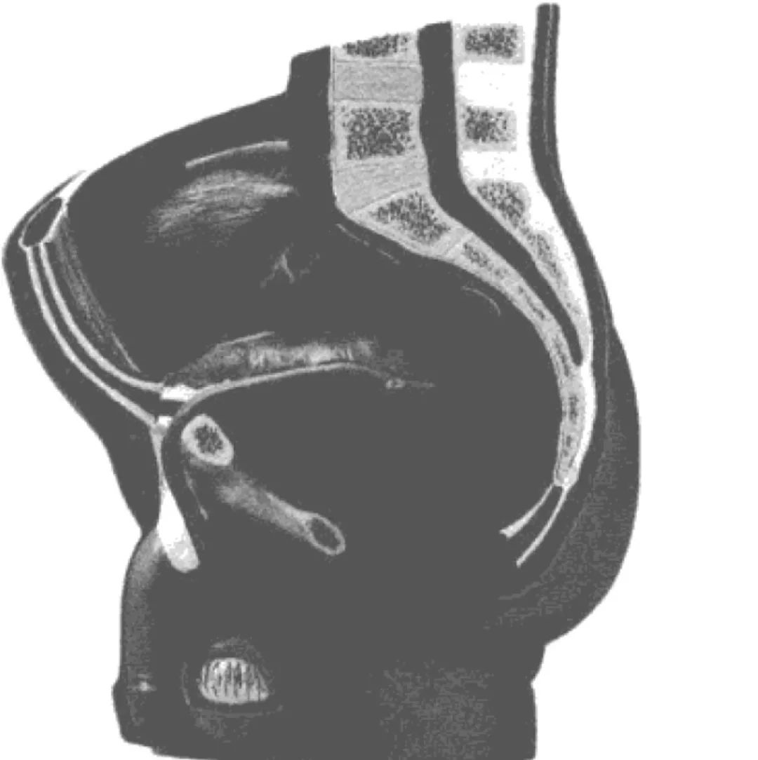 前列腺为什么那么重要，又那么容易出问题？