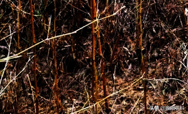 用啥除草剂能彻底消灭竹子根,除竹子和大树的除草剂