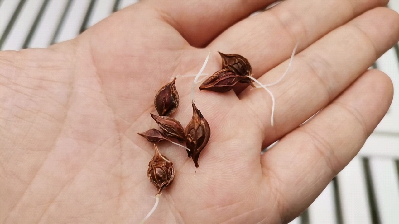 酢浆草如何播种,酢浆草从种子到发芽到开花全过程