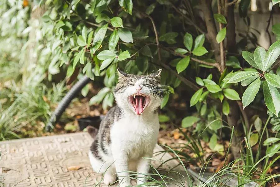 爱宠人：你知道困难重重的TNR是什么吗？