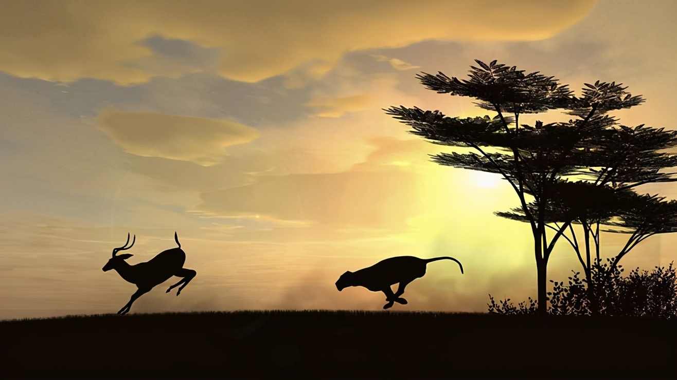 顶级捕猎者狩猎场面,狼群捕猎瞬间