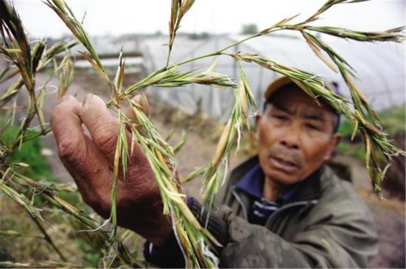 竹子开花立马搬家有这个说法吗,竹子开花马上搬家的说法
