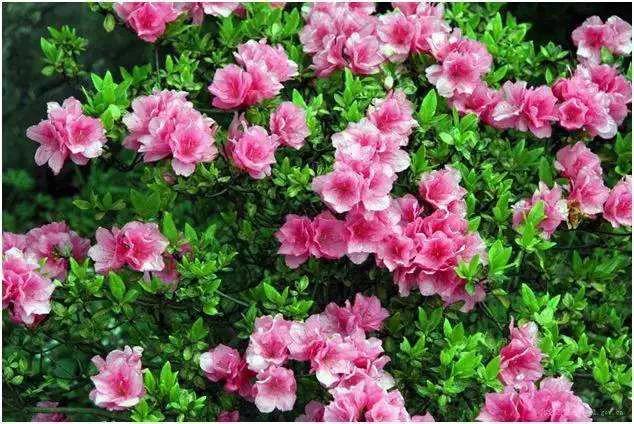 三明大金湖导游词400字,大金湖的景区导游介绍