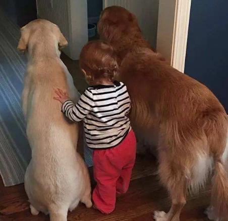 盘点那些奇形怪状的狗狗,十种狗狗比起来哪种狗狗最厉害呢