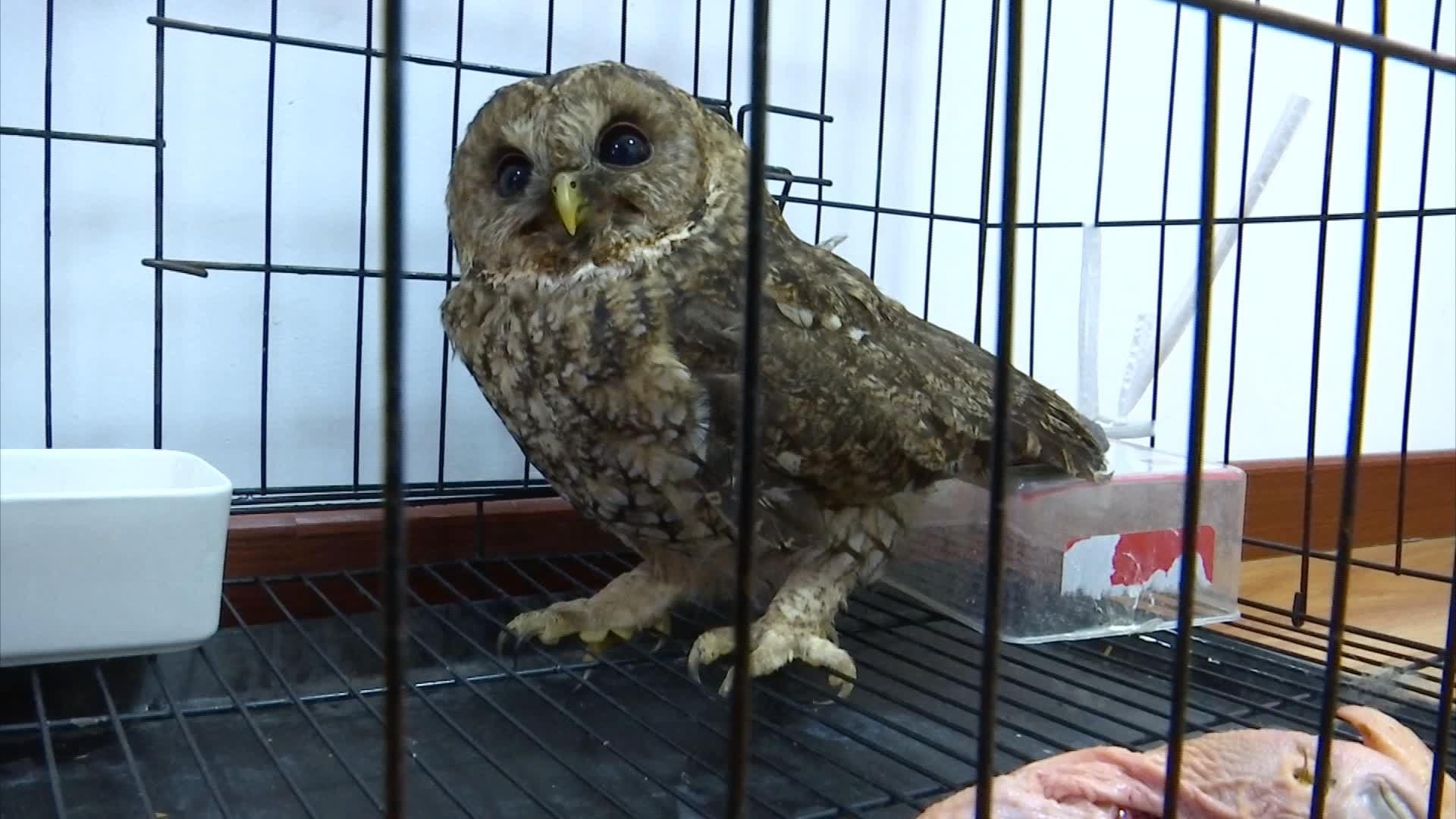 半夜闯进1只长得像猴子的鹰，抓死了鸽子，还敢找人要好吃的