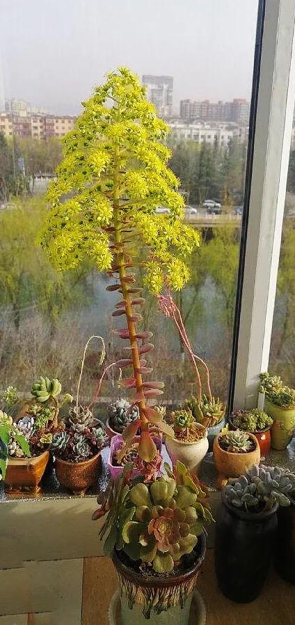 多肉法师韶羞现在能摘心吗,多肉法师欧紫跟韶羞的对比图