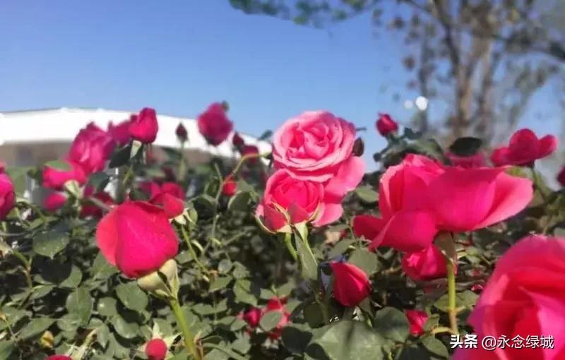 南阳世界月季大观园开幕邀请,南阳月季大观园门票现在免费政策