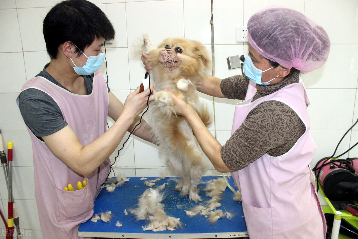 开宠物店一年赚300万,开宠物店五年赚了200万