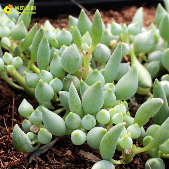 1000种多肉植物图鉴大全大图,景天科1000种多肉植物图鉴