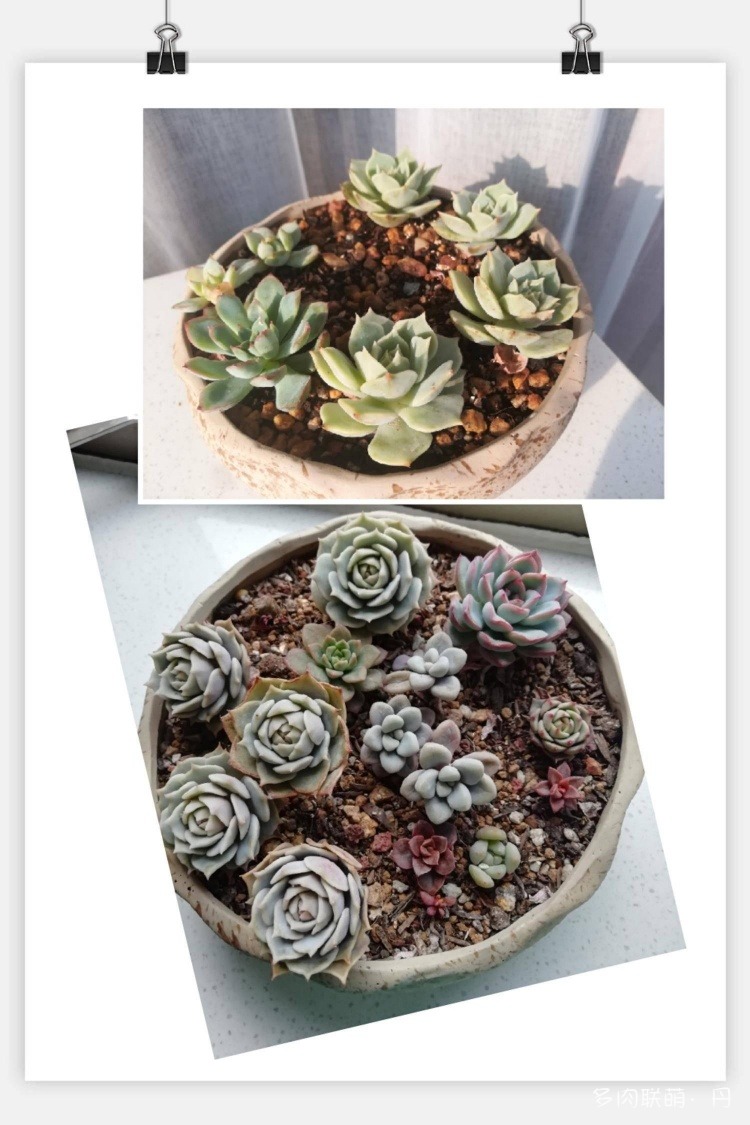 多肉长大了越来越好看,服盆期多肉变小