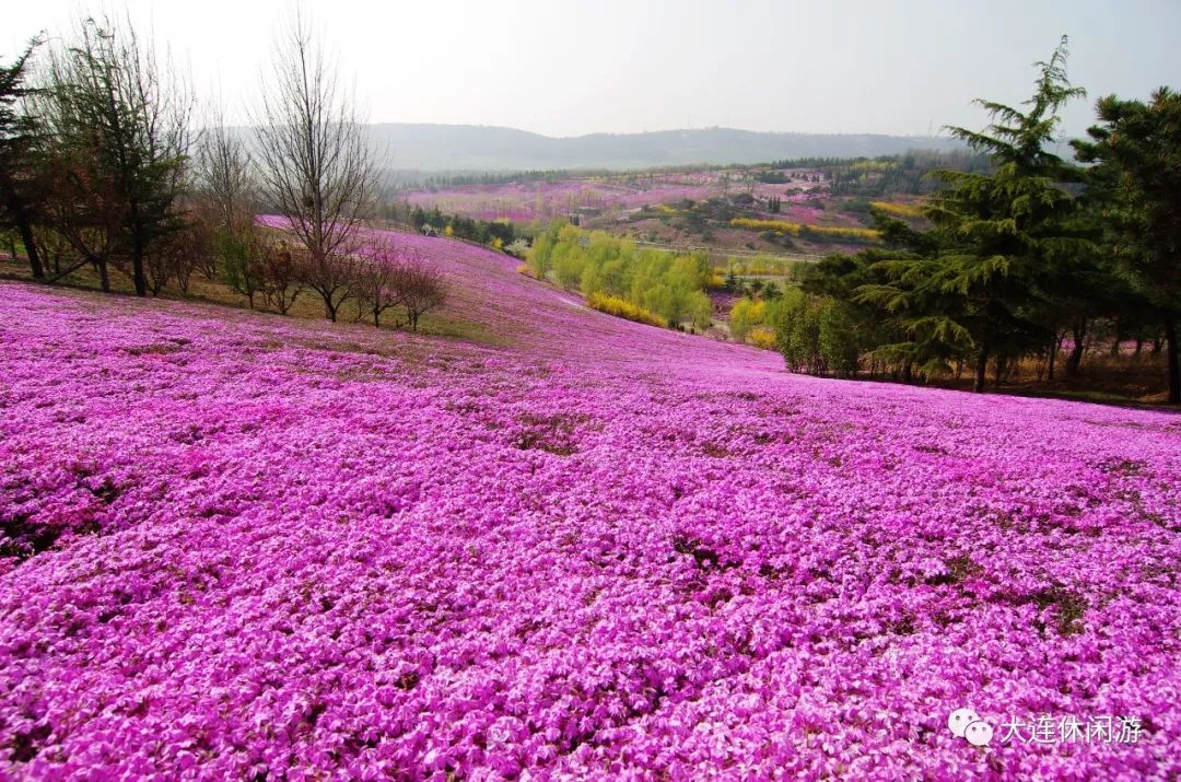 英歌石植物园怎么去,英歌石植物园公交线路