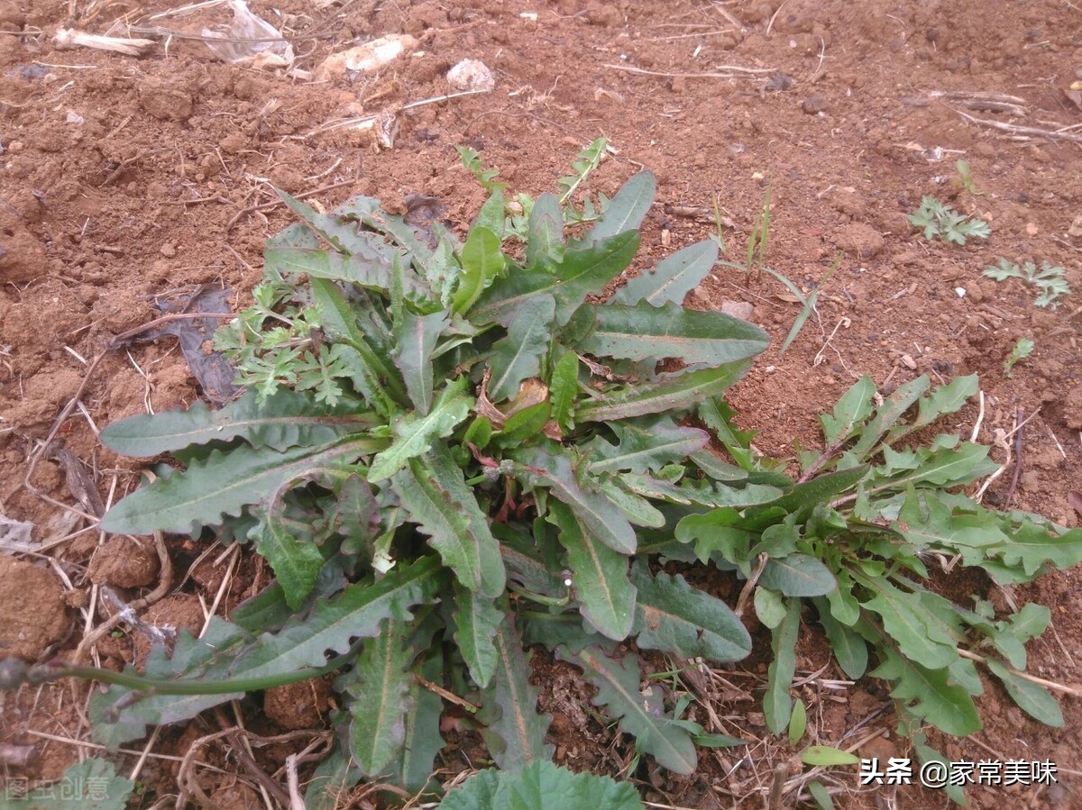 挖荠菜样子,荠菜幼苗怎样分辨