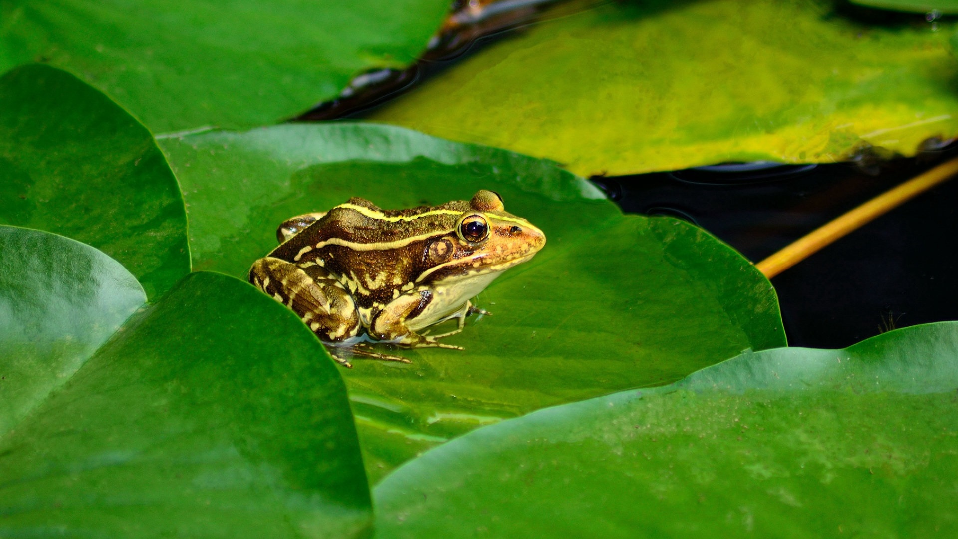 怎么区别林蛙蝌蚪和癞蛤蟆蝌蚪,林蛙蝌蚪变成林蛙的时候的过程