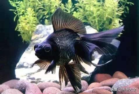 罕见最漂亮的金鱼图片,漂亮的金鱼图片大全