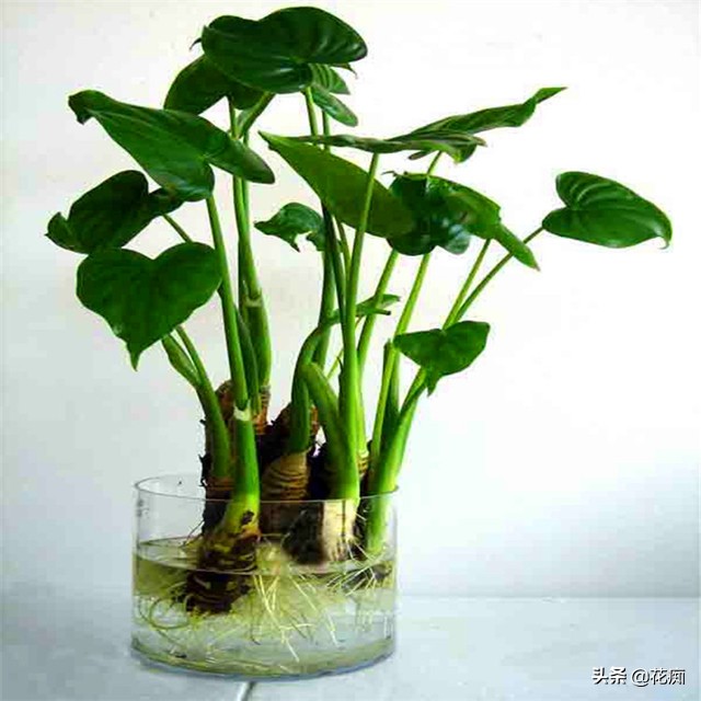 水培千手观音烂根最好的处理方法,水培千手观音花卉的养殖方法