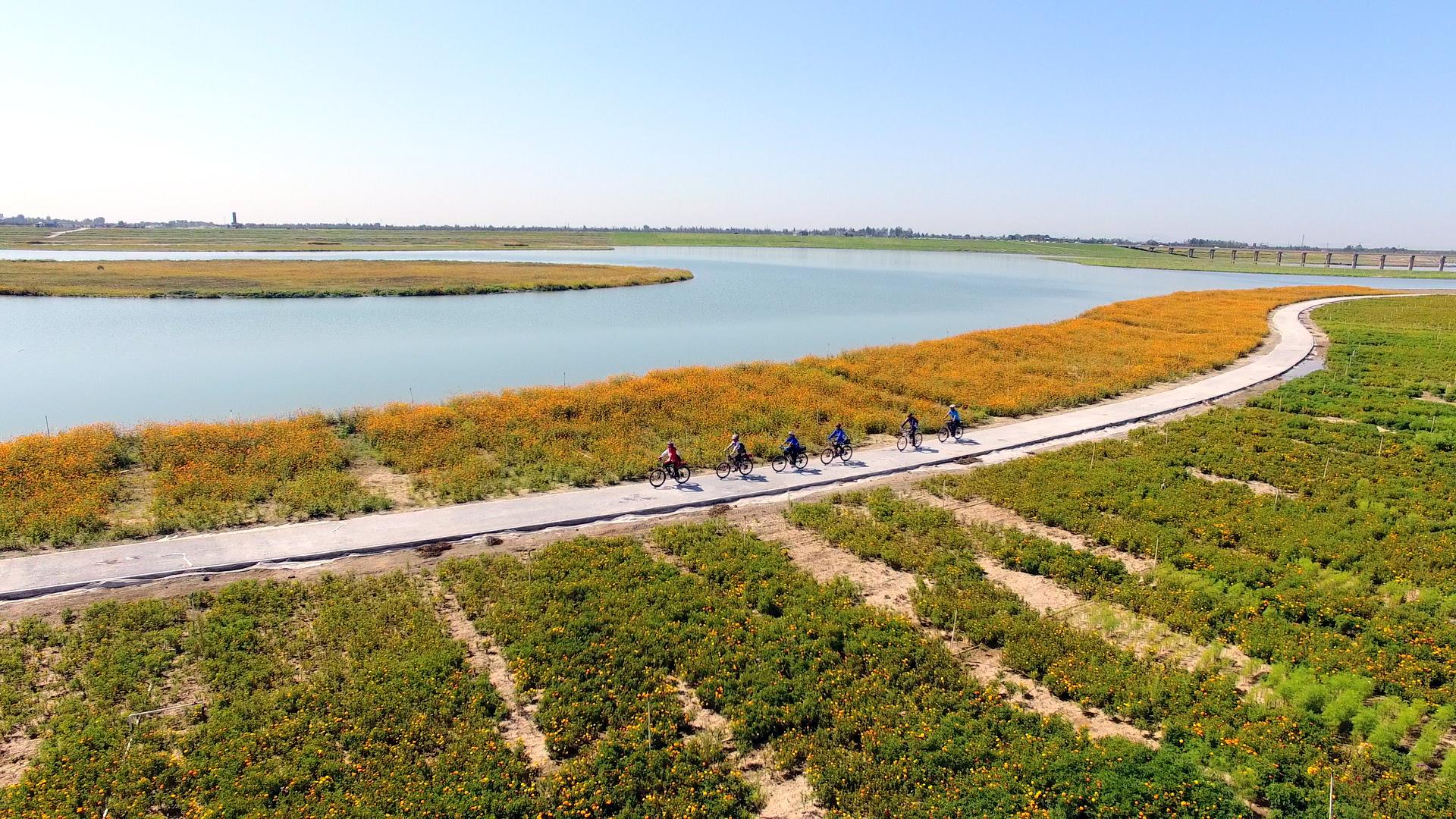 又一大片花海惊艳滹沱河,滹沱河生态景区滹沱花海