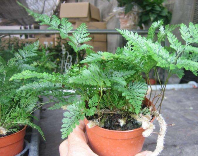 万能药片盆栽,养盆栽的小妙招