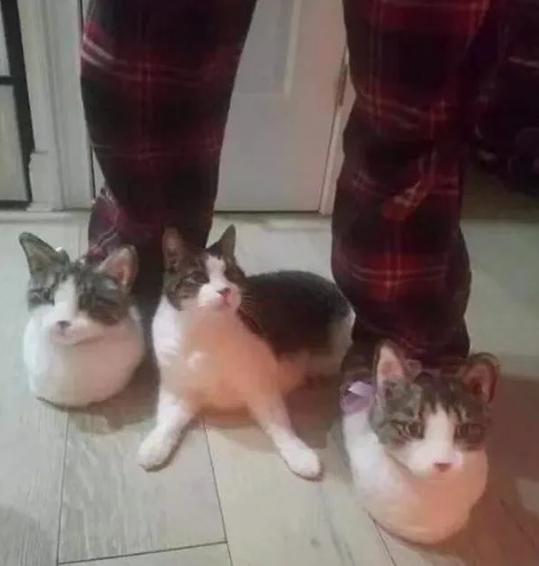 “喜欢绫波丽的男人脆弱还有恋母情结？”哈哈哈哈哈什么沙雕剧啊