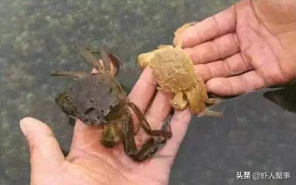 大闸蟹养殖为什么不赚钱,大闸蟹怎么养殖最赚钱